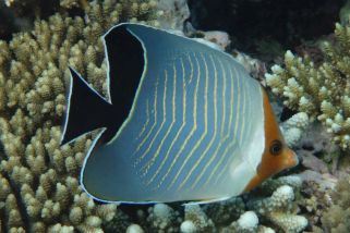 Chaetodon larvatus - Rotkopf-Falterfisch (Orangekopf-Falterfisch)